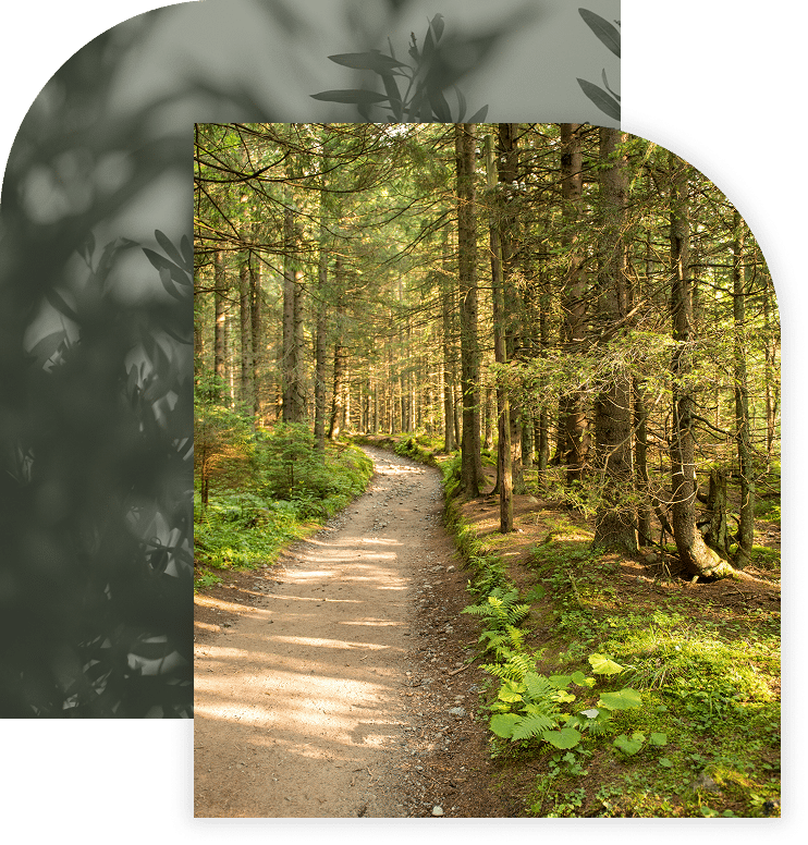 Forest path surrounded by green trees and ferns