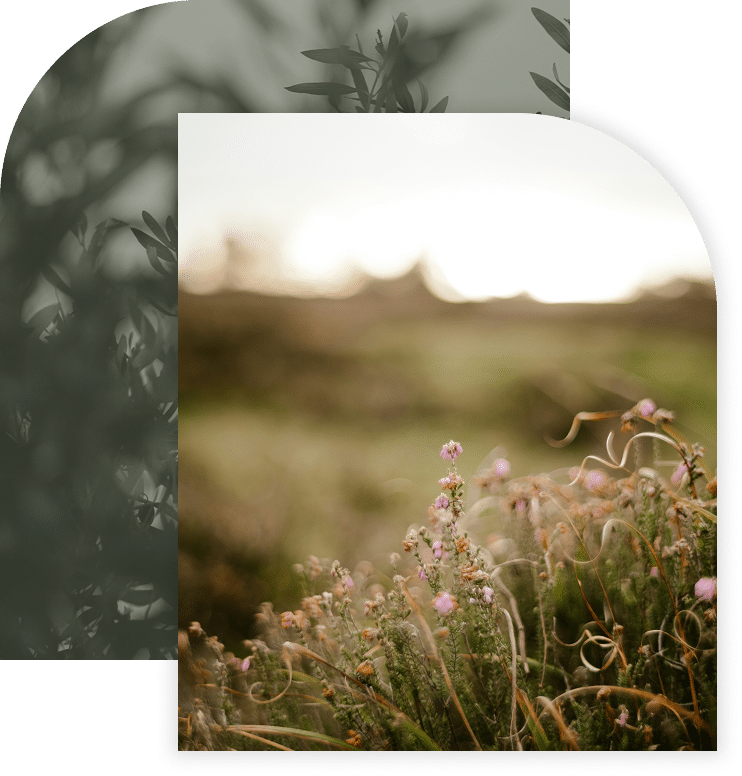 Wildflowers in a sunlit field at dusk.