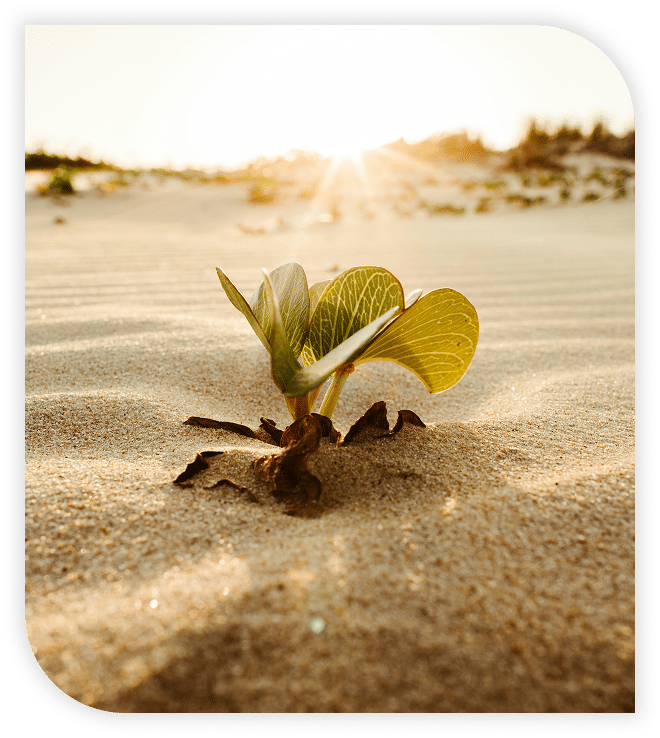 Green plant sprouting from sandy soil under the warm sunlight.