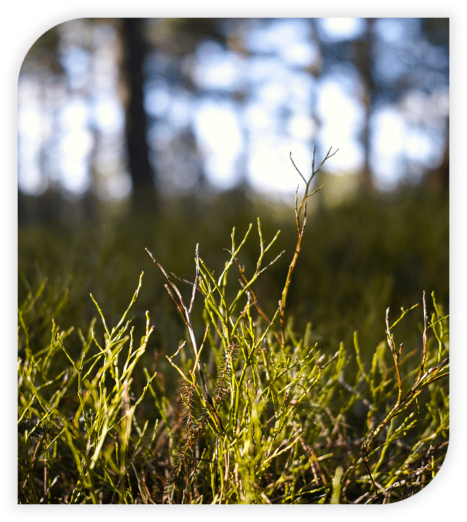 Close-up of green forest plants with blurred trees in the background.