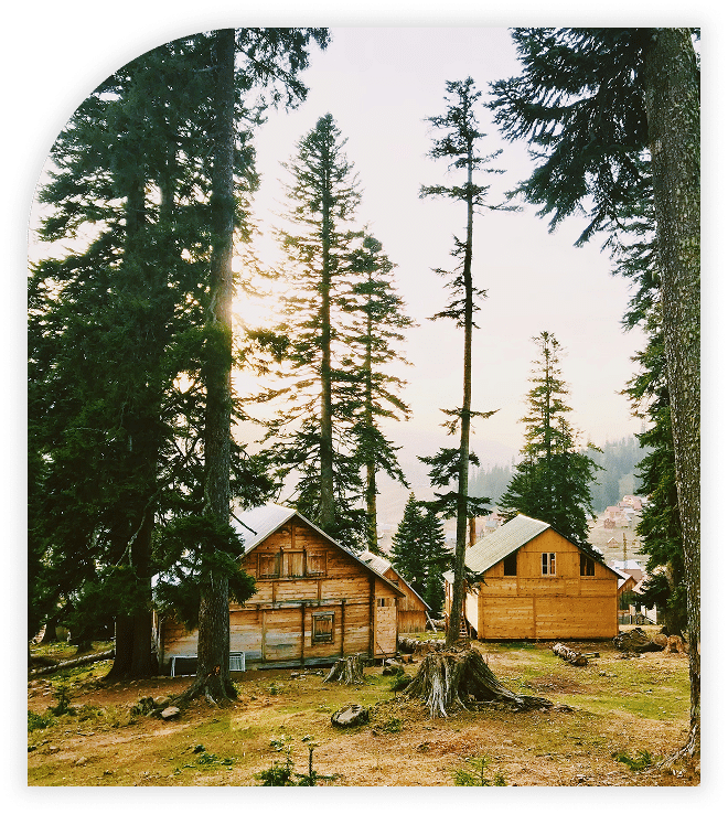 Wooden cabins surrounded by tall pine trees in a peaceful mountain forest setting.