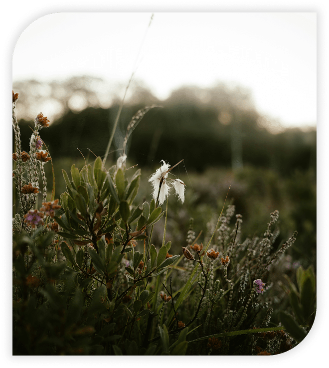 Wildflowers and greenery in a meadow at sunset with a white feather caught on a plant