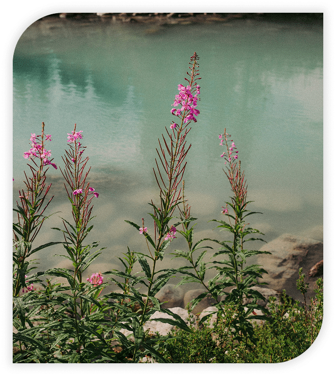 Tall pink wildflowers growing beside a turquoise river or lake with rocky shorelines.