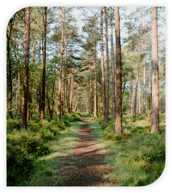 Dirt path winding through a peaceful forest.