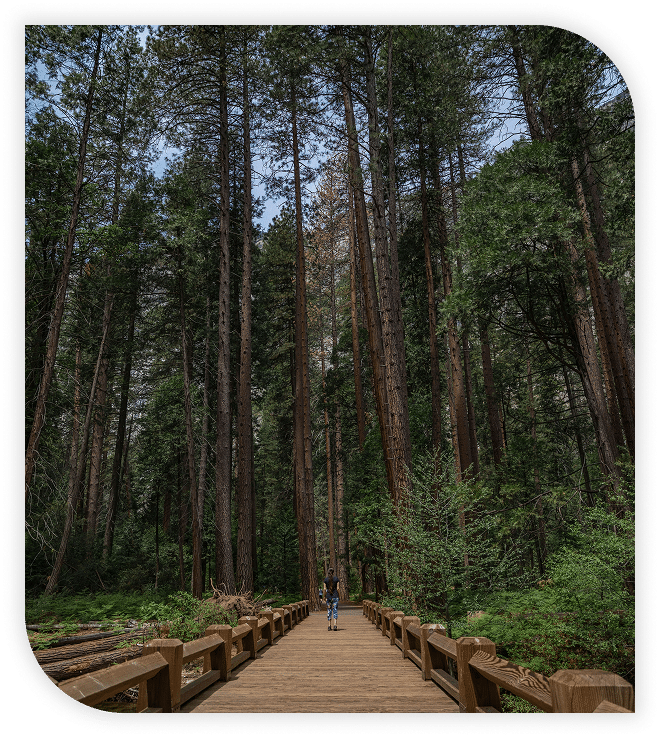 A child and an adult walk along a wooden path surrounded by tall pine trees in a dense forest.