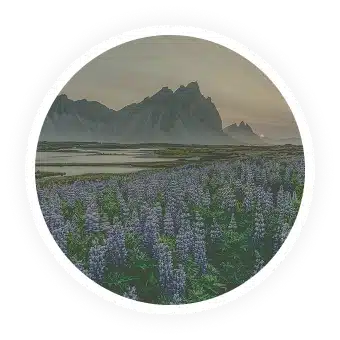 A field of purple flowers with mountains in the background at sunset.