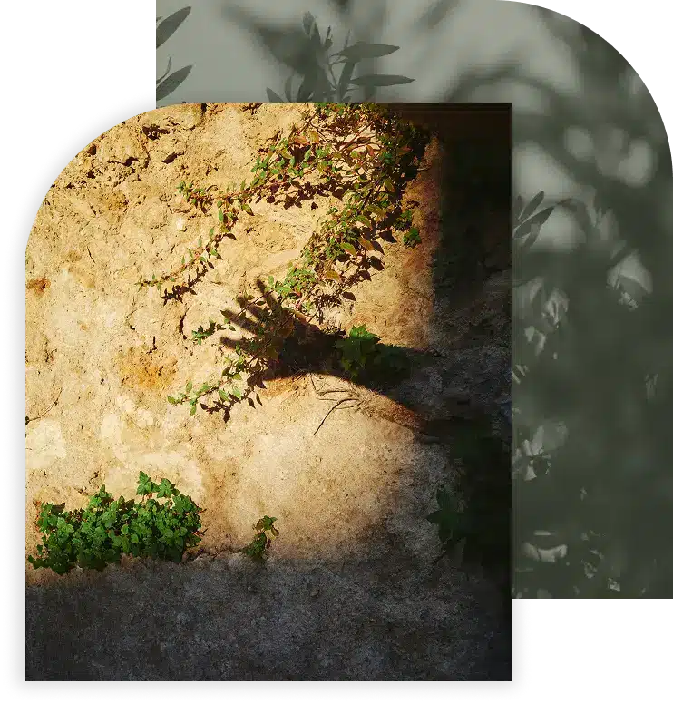 Hand-shaped shadow on a wall with plants.