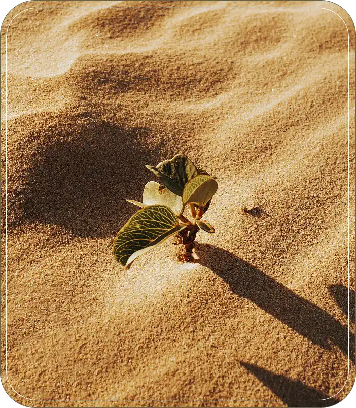 A lone green sprout grows in the sand.